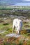 Small horse eating over Burren mountains in Fanore