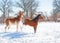 Small horse kicking out at a big horse in snow