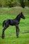 Small horse. Small horse galloping. Foal runs on green background