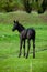 Small horse. Small horse galloping. Foal runs on green background