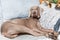 Small hound Weimaraner dog sleeping at home on the bed. The dog is resting on the sofa inside the house