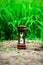 Small hourglass in green grass field.