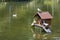 Small house built into the lake for ducks