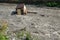 A small house destroyed the mudflow in the mountains. A small house was washed away by a flooded mountain river