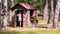 A small house between large birch trunks