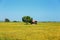 Small house near green tree in the middle of a flowering rice field.