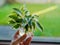 Small house plant in a hand. Selective focus. House lawn in the background. Grow organic plants at home concept