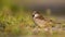 Small house sparrow male sitting on a gravel road and feeding on grass