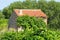 Small house at a vineyard at South of France