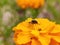 A small housefly rested on Marigold