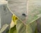 Small housefly sitting in the green leaf of plant growing in garden, insect and nature photography