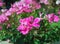 Small houseplant blooming with pink flowers, closeup