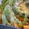 Small houseplant prickly cactus Mammillaria gracilis