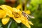 A small hover fly on a beautiful yellow flower - macro shot