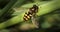 The Small Hover Fly On The Grass Branch In The Meadow, Flower Fly