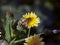 Small hover fly resting on yellow dandelion macro