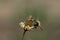 a small hoverfly sits on a wildflower. The fly is seen from behind, with wings outstretched. The fly says goodbye to the viewer