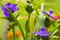 Small Hoverfly on violet flower Tradescantia