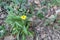 Small and humble yellow flower in Costa Llobera Garden, Barcelona