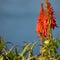 Small humming bird hoovering over Nancy Red torch lilies