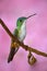 Small hummingbird Andean Emerald sitting on the branch with pink flower background. Bird sitting next to beautiful pink flower wit