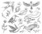 Small hummingbird, birds of barn swallow set or martlet and titmouse, Rufous. daffodil and orchid with leaves and Rose