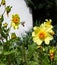 A small hummingbird collects pollen from a beautiful flower in an old park in summer