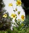 A small hummingbird collects pollen from a beautiful flower in an old park in summer