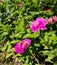 A small hummingbird collects pollen from a beautiful flower in an old park in summer