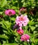 A small hummingbird collects pollen from a beautiful flower in an old park in summer