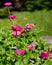 A small hummingbird collects pollen from a beautiful flower in an old park in summer