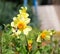 A small hummingbird collects pollen from a beautiful flower in an old park in summer