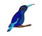 Small hummingbird. Exotic tropical colibri animal icon. Sapphire blue feathers