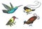 Small hummingbird. Rufous and White-necked Jacobin, bird of paradise. Exotic tropical animal icons. Golden tailed