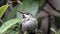 Small hummingbird sitting in green bush in winter