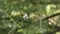 Small hummingbird sitting on wooden vine in summer