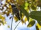 Small Hummingbird sticks out tongue while perched with Fall background colors