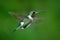 Small hummingbird. White-bellied Woodstar, Chaetocercus mulsant, hummingbird with clear green background, bird from Tandayapa, Ecu
