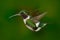 Small hummingbird. White-bellied Woodstar, hummingbird with clear green background. Bird from forest. Hummingbird from Colombia.