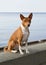 Small hunting dog breed Basenji