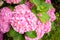 Small hydrangea bush with pink flowers in summer