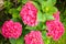 Small hydrangea bush with pink flowers in summer
