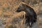 Small hyena pup playing outside its den