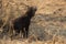 Small hyena pup playing standing outside its den in early morning