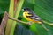 Small icterid blackbird common in eastern North America as a migratory breeding bird