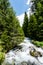 Small idyllic mountain stream in the middle of a pine forest in the Swiss Alps