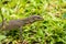 Small iguana looks out from the rock in tea field in Sri Lanka