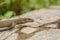 Small iguana looks out from the rock in tea field in Sri Lanka..