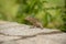 Small iguana looks out from the rock in tea field in Sri Lanka