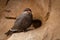 Small Inca tern (Larosterna inca) bird perched on a rocky outcrop surrounded by stone walls